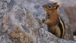 Desktop image. Animals. ID:130990