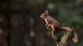 Desktop image. Animals. ID:131012