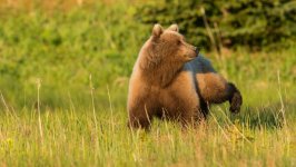 Desktop image. Animals. ID:131425