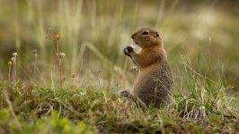 Desktop image. Animals. ID:131586