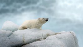 Desktop image. Animals. ID:131621