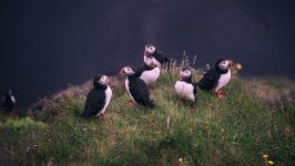 Desktop image. Animals. ID:131631