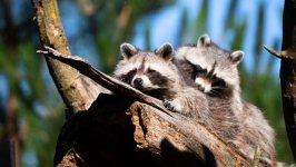 Desktop image. Animals. ID:131662