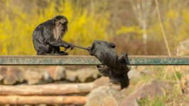 Desktop image. Animals. ID:131769