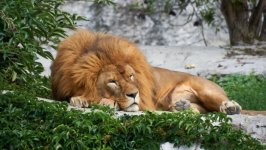 Desktop image. Animals. ID:131789