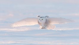 Desktop image. Animals. ID:131853