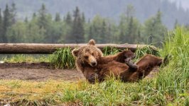 Desktop image. Animals. ID:167260