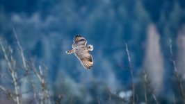 Desktop image. Animals. ID:134159