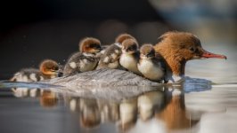 Desktop image. Animals. ID:134369