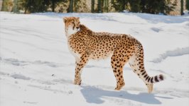 Desktop image. Animals. ID:134384