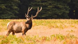 Desktop image. Animals. ID:134544