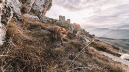 Desktop image. Animals. ID:134588