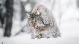 Desktop image. Animals. ID:134626