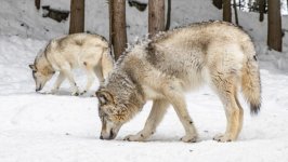 Desktop image. Animals. ID:134847
