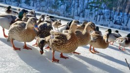 Desktop image. Animals. ID:135087