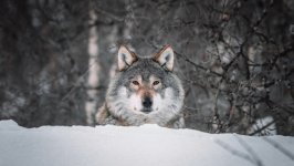 Desktop image. Animals. ID:135249