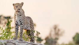 Desktop image. Animals. ID:135499