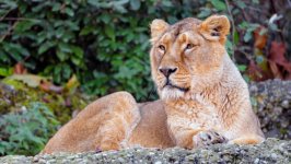 Desktop image. Animals. ID:135876