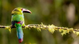 Desktop image. Animals. ID:145940