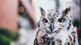 Desktop image. Animals. ID:136405