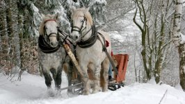 Desktop image. Animals. ID:136412