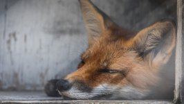Desktop image. Animals. ID:136449