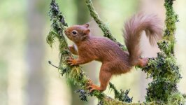 Desktop image. Animals. ID:136508