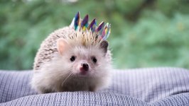 Desktop image. Animals. ID:136530