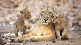 Desktop image. Animals. ID:136604