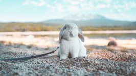 Desktop image. Animals. ID:136848