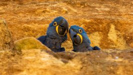 Desktop image. Animals. ID:148867