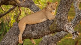 Desktop image. Animals. ID:137191