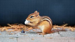 Desktop image. Animals. ID:137222