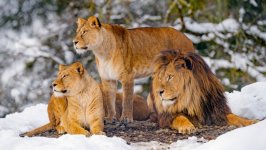 Desktop image. Animals. ID:137269