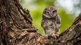 Desktop image. Animals. ID:137686