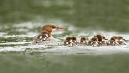 Desktop image. Animals. ID:137723
