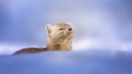 Desktop image. Animals. ID:138053
