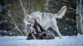 Desktop image. Animals. ID:138106