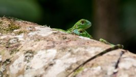 Desktop image. Animals. ID:138341