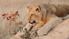 Desktop image. Animals. ID:138355