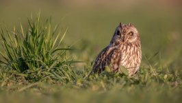 Desktop image. Animals. ID:138358