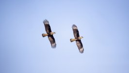 Desktop image. Animals. ID:146950
