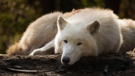 Desktop image. Animals. ID:138476
