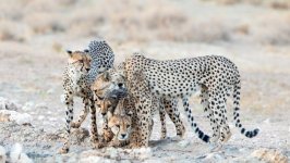 Desktop image. Animals. ID:138567