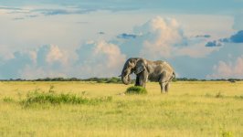 Desktop image. Animals. ID:138776