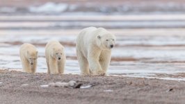Desktop image. Animals. ID:138778