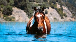 Desktop image. Animals. ID:139010