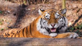 Desktop image. Animals. ID:139011