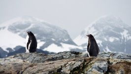 Desktop image. Animals. ID:139235