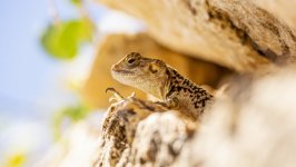 Desktop image. Animals. ID:139280